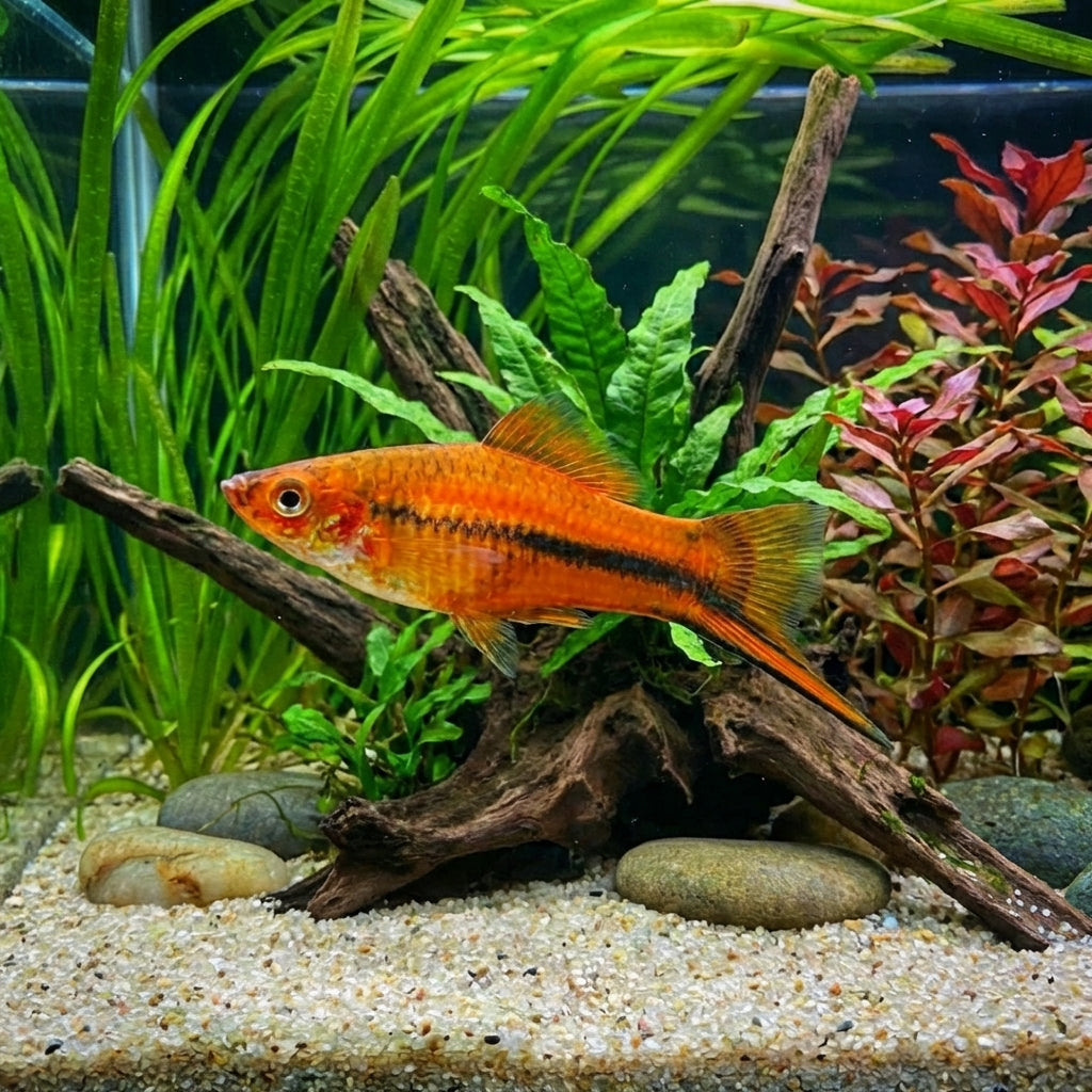 SWORDTAIL
