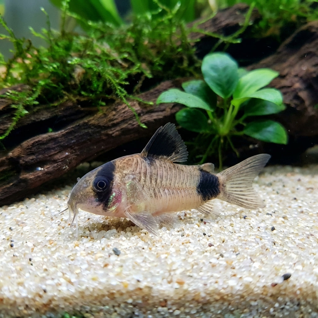 CORYDORAS